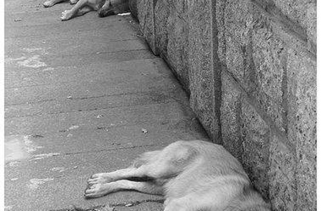 Votul pentru Legea cainilor fara stapan, amanat din nou