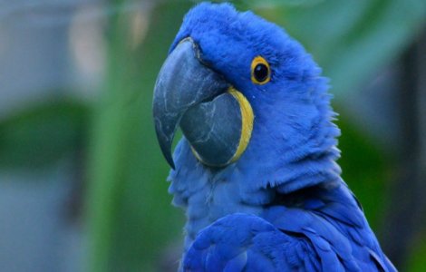 Studii recente arata ca papagalul Spix nu mai exista in salbaticie/ VIDEO