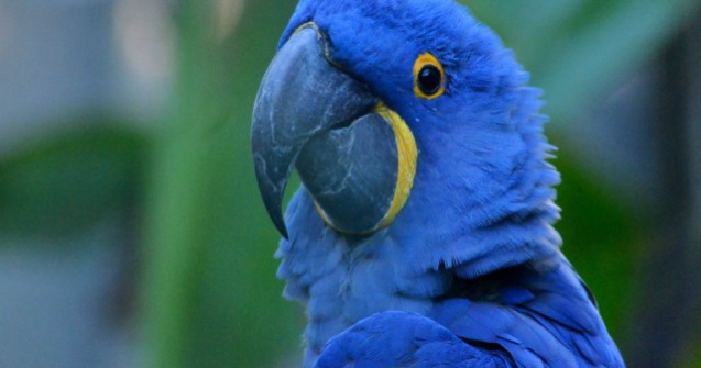 Studii recente arata ca papagalul Spix nu mai exista in salbaticie/ VIDEO