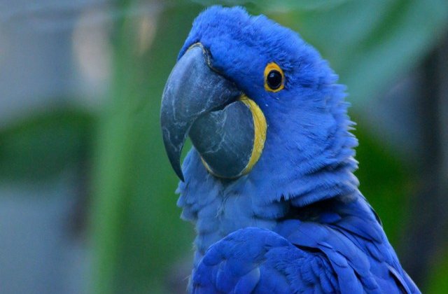 Studii recente arata ca papagalul Spix nu mai exista in salbaticie/ VIDEO