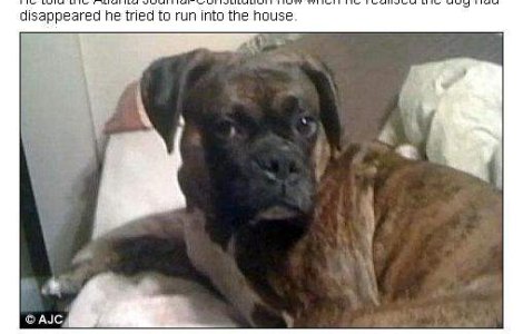  Video  Cel mai bun prieten al omului pana la moarte