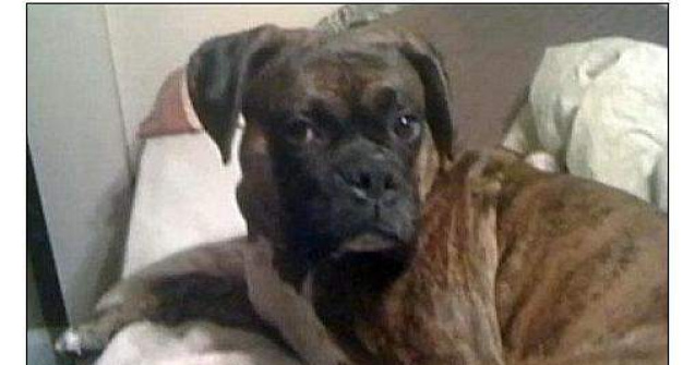  Video  Cel mai bun prieten al omului pana la moarte