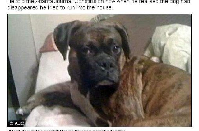 [VIDEO] Cel mai bun prieten al omului pana la moarte