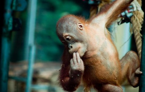  Video  O maimuta pe post de chelner: Nota va rog!