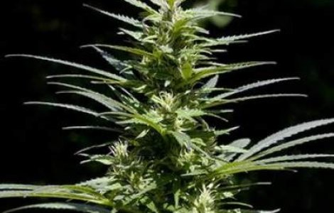 Ploiesti: Studenti retinuti pentru consum si trafic de droguri