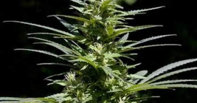 Ploiesti: Studenti retinuti pentru consum si trafic de droguri