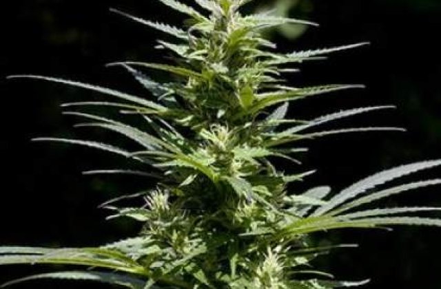 Ploiesti: Studenti retinuti pentru consum si trafic de droguri