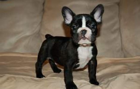  Top  Caini perfecti pentru apartament