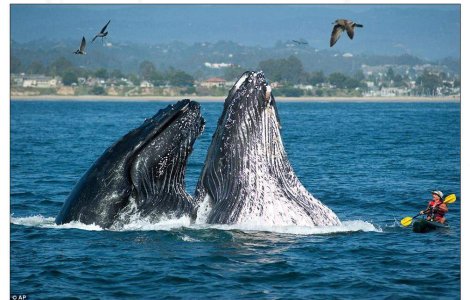  Foto  SUA: Un grup de balene inoata printre oameni