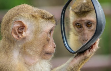  Top  10+ reactii adorabile ale animalelor cand se vad pentru prima data in oglinda/ VIDEO