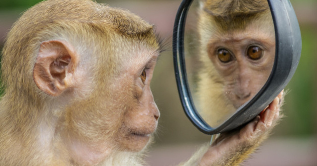  Top  10+ reactii adorabile ale animalelor cand se vad pentru prima data in oglinda/ VIDEO