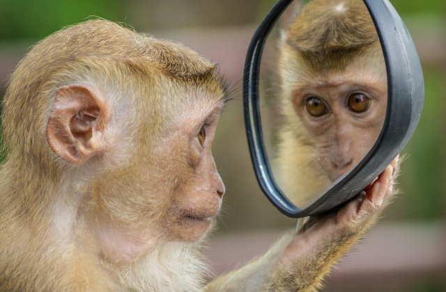 10+ reactii adorabile ale animalelor cand se vad pentru prima data in oglinda/ VIDEO