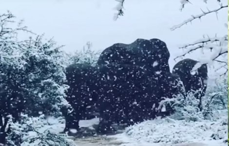 A nins in Africa de Sud: imagini impresionante cu zebre si elefanti in zapada