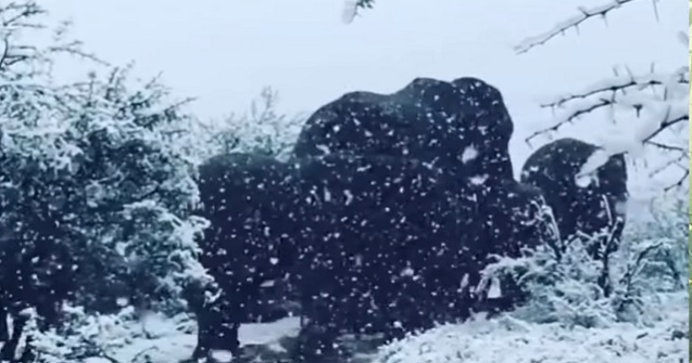 A nins in Africa de Sud: imagini impresionante cu zebre si elefanti in zapada