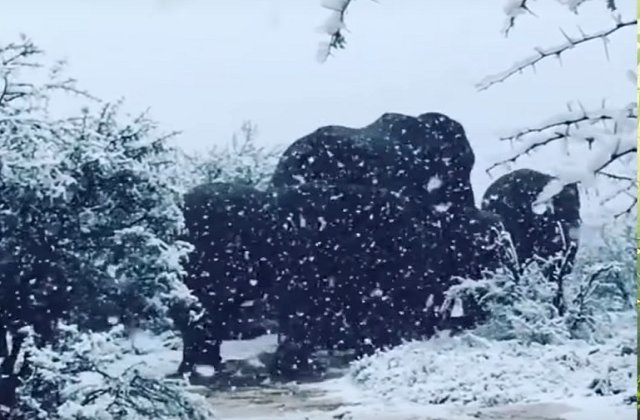 A nins in Africa de Sud: imagini impresionante cu zebre si elefanti in zapada