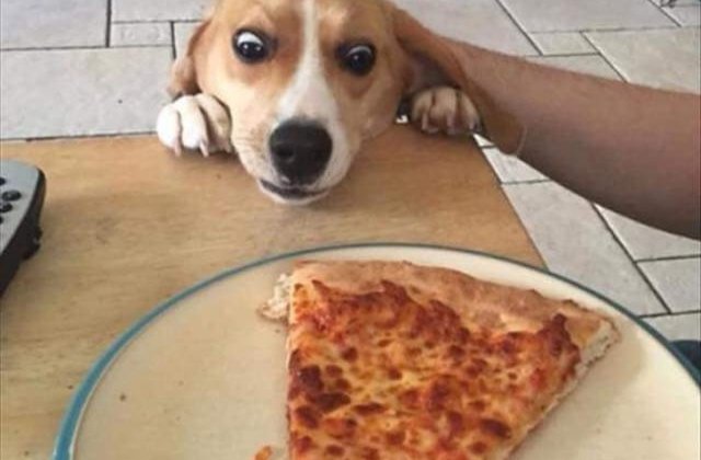 10+ imagini cu animale surprinse in cele mai amuzante ipostaze