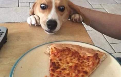  Top  10+ imagini cu animale surprinse in cele mai amuzante ipostaze