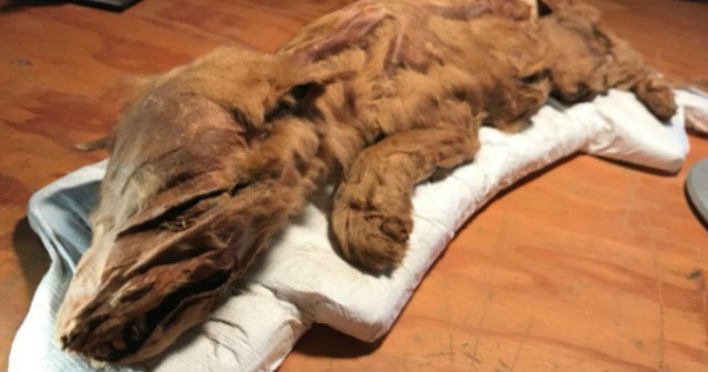 Doua mumii de mamifere, din Epoca de Gheata, expuse publicului