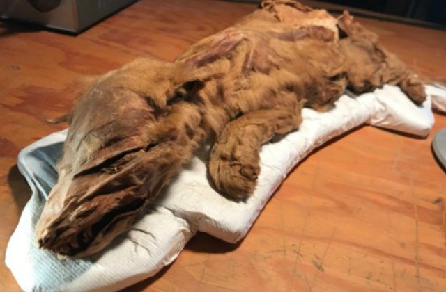 S-au expus cele doua mumii de mamifere perfect conservate din Epoca de Gheata