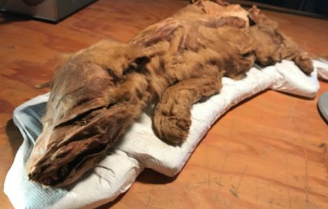 Doua mumii de mamifere, din Epoca de Gheata, expuse publicului