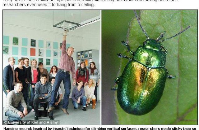 A fost creata banda adeziva inspirata de insecte