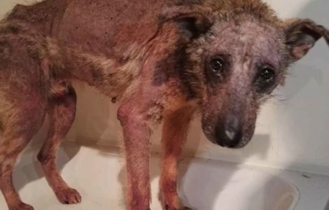 Un caine a primit a doua sansa: cum arata dupa ce a fost salvat
