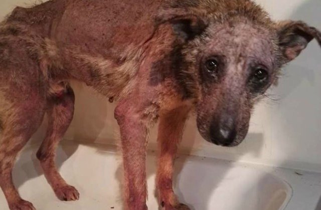 Un caine a primit a doua sansa: cum arata dupa ce a fost salvat