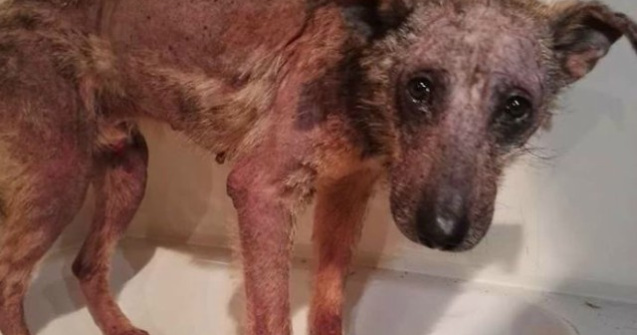 Un caine a primit a doua sansa: cum arata dupa ce a fost salvat