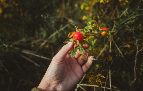  Top  Elixirul minune pentru un ten perfect. 7 beneficii ale uleiului de macese