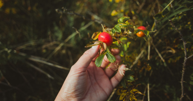  Top  Elixirul minune pentru un ten perfect. 7 beneficii ale uleiului de macese