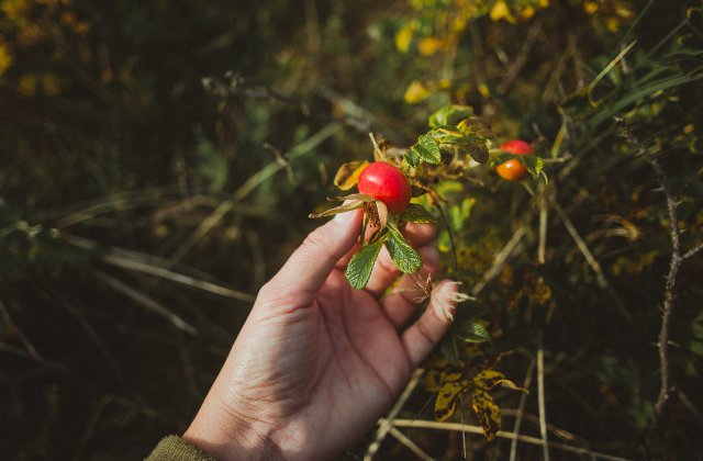 Elixirul minune pentru un ten perfect. 7 beneficii ale uleiului de macese