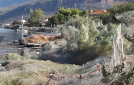Faleza unei insule din Grecia a fost acoperita de panza de paianjen