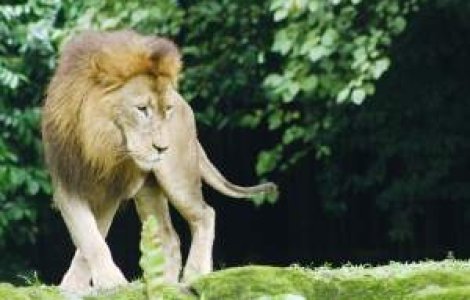 Ghearele de leu, ultima moda la Hollywood