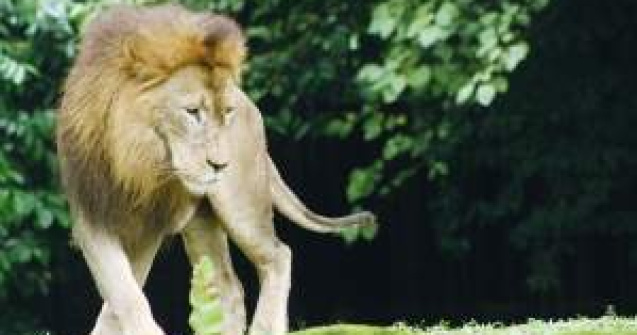 Ghearele de leu, ultima moda la Hollywood