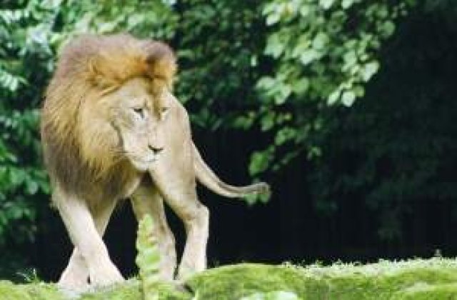 Ghearele de leu, ultima moda la Hollywood