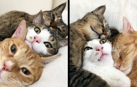  Top  10 imagini care-ti vor ridica moralul intr-o zi posomorata de toamna