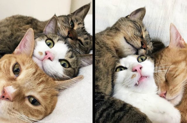 10 imagini care-ti vor ridica moralul intr-o zi posomorata de toamna