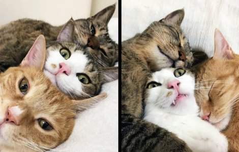  Top  10 imagini care-ti vor ridica moralul intr-o zi posomorata de toamna