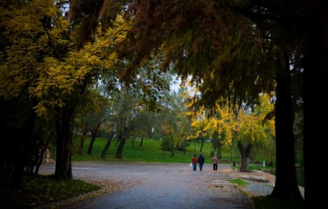 Capitala creste verde: Sute de copaci au fost plantati in parcuri