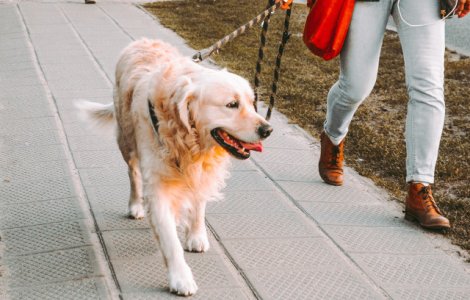  Top  7 moduri pentru a preveni pierderea cainelui (+cum sa actionezi in caz de urgenta)