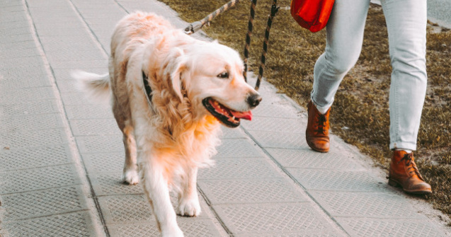  Top  7 moduri pentru a preveni pierderea cainelui (+cum sa actionezi in caz de urgenta)