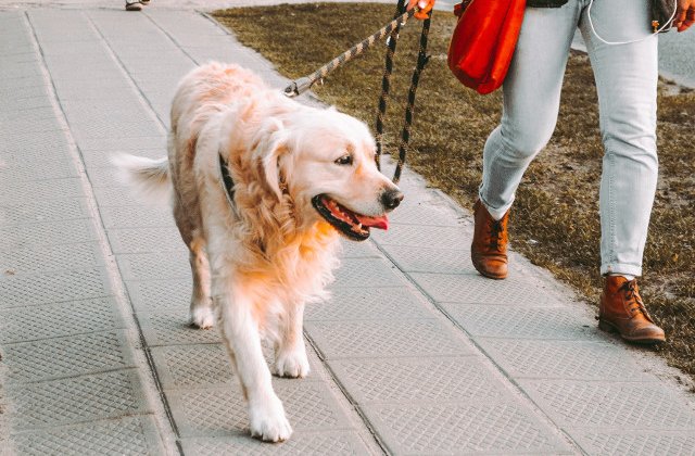 7 moduri pentru a preveni pierderea cainelui (+cum sa actionezi in caz de urgenta)