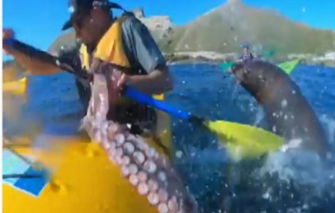 Momentul in care o foca arunca cu o caracatita spre un barbat / VIDEO