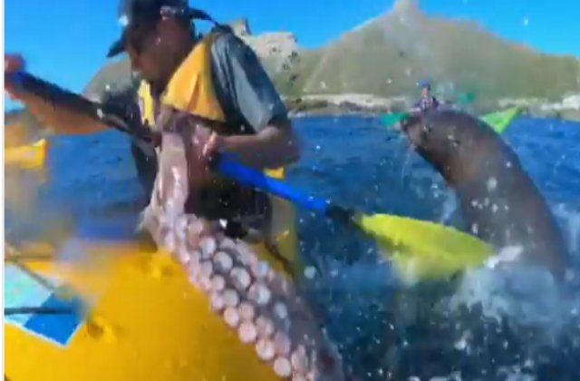 Momentul amuzant in care o foca arunca cu o caracatita spre un barbat / VIDEO