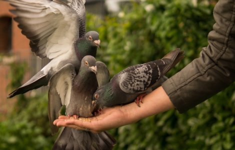 Hranirea porumbeilor in zonele publice din Thailanda ar putea fi pedepsita cu inchisoarea