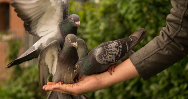 Hranirea porumbeilor in zonele publice din Thailanda ar putea fi pedepsita cu inchisoarea