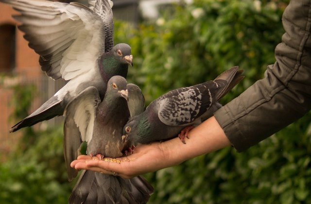 Hranirea porumbeilor in zonele publice din Thailanda ar putea fi pedepsita cu inchisoarea