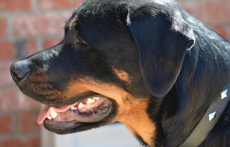 Un baietel de 17 luni a murit dupa ce a fost atacat de un Rottweiler