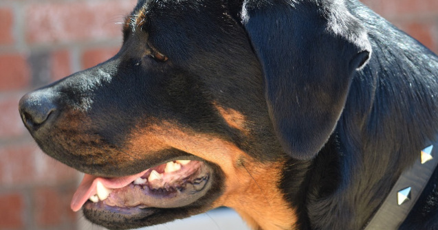 Un baietel de 17 luni a murit dupa ce a fost atacat de un Rottweiler