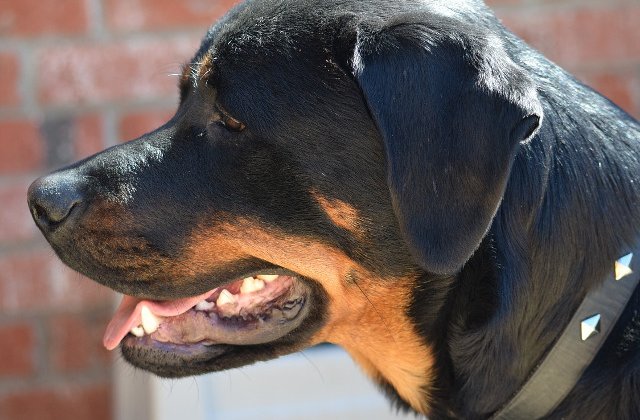 Un baietel de 17 luni a murit dupa ce a fost atacat de un Rottweiler